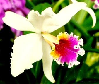 Curiosa, la reproducción de las orquídeas
