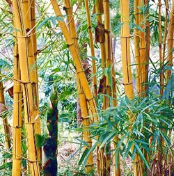 El bambú sirve hasta pa´remedios