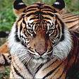 El tigre......